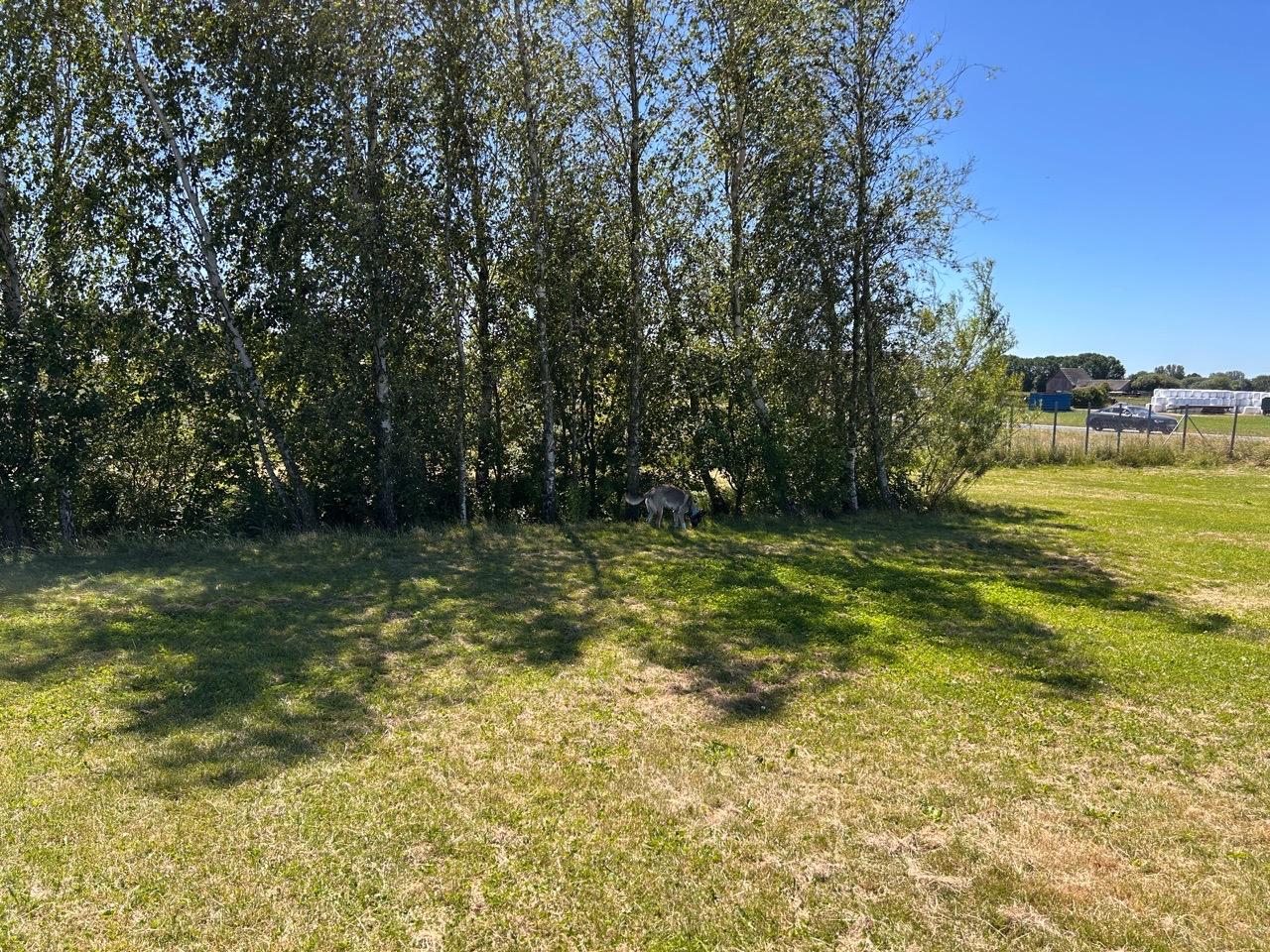 Arken Zoo Hundrastgård hundrastgård