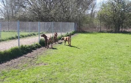 Hundrastgård hundrastgård