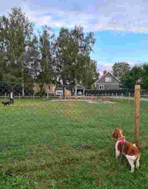 Hundrastgård Östhammar hundrastgård