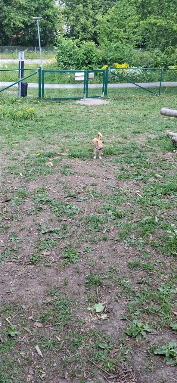 Hundrastgård Viksjöleden/Ynglingavägen hundrastgård