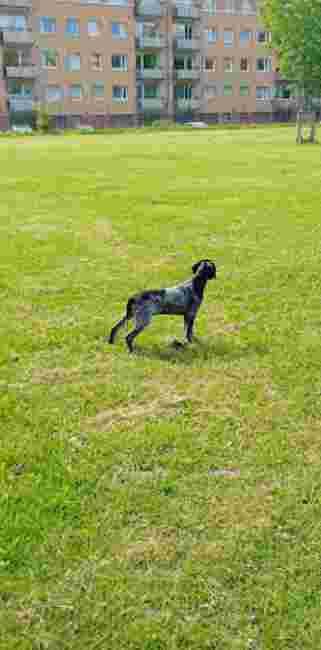 Vänersborgs Hundrastgård hundrastgård