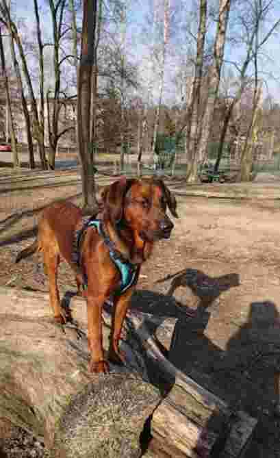 Vendelsö Hundrastgård hundrastgård