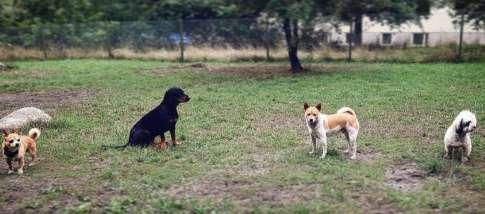 Elsas Hage Hundrastgård hundrastgård