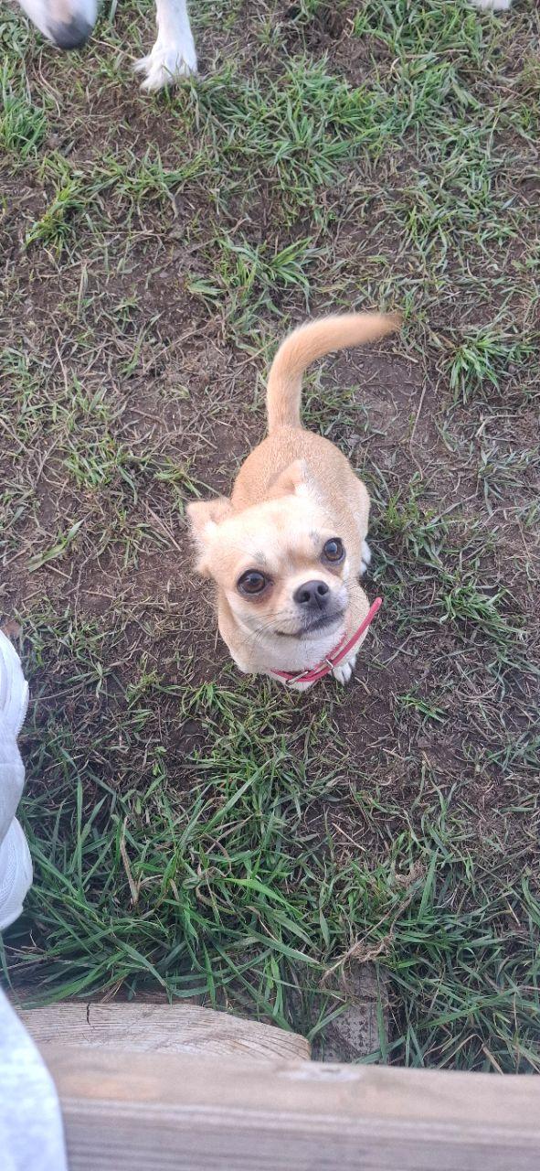 Fresta Hundrastgård hundrastgård