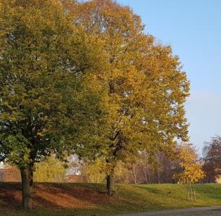 Hundrastgård hundrastgård