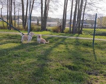 Hundrastgård Köping hundrastgård