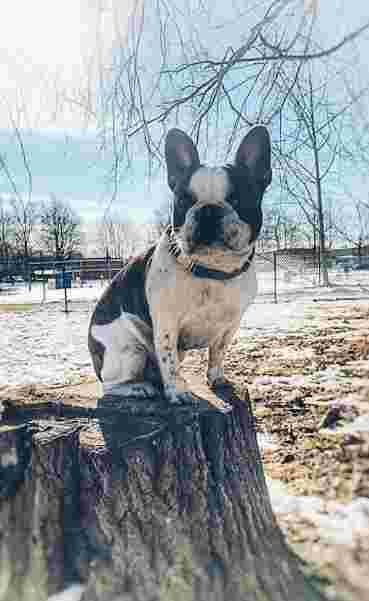 Lundby Hundrastgård hundrastgård