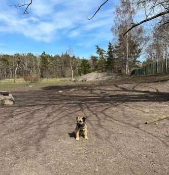 Tollare Hundrastgård hundrastgård