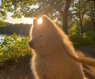 Trekantsparken hundrastgård
